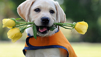 Holding roses, Labrador Retrievers HD wallpaper