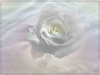 Heavenly Rose, rose, corded, filter software, flower, nature, effect HD wallpaper