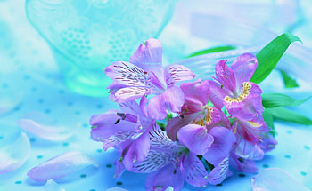 TALANA'S GIFT, purple, turquoise, flowers, friendship, lilies HD wallpaper
