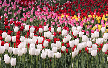 Plants, Flowers, Tulips HD wallpaper