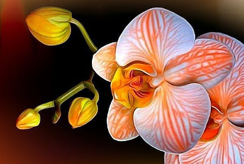 Orchid, white, pretty, beautiful, orange HD wallpaper
