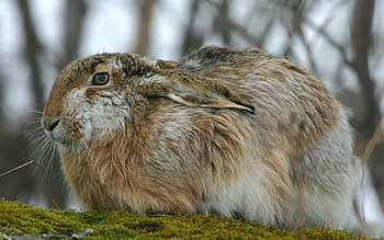 Animals, Fluffy, Ears, Rabbit, Hare HD wallpaper