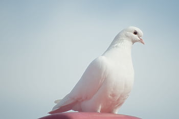 A beautiful white dove symbolizing peace, perched against a clear sky background. HD wallpaper
