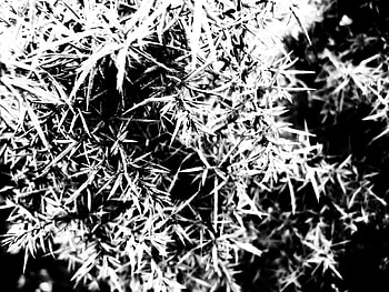 Gorse. Black and white, plant, textured, black and white, gorse, spiky HD wallpaper