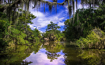 Lake Jungle Forest, Summer, Louisiana, Barataria HD wallpaper