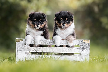 Puppies, dog, animal, paw HD wallpaper