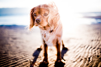 Animals, Dog, Sunlight, Wind HD wallpaper