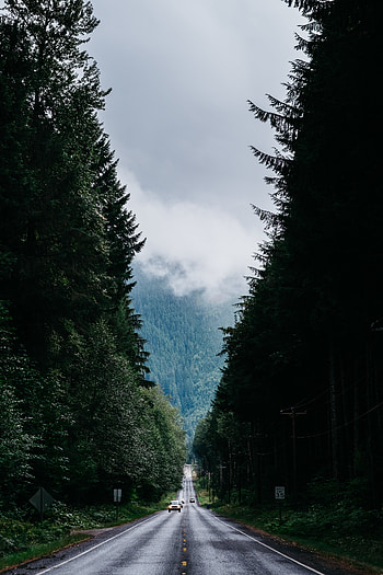 Nature, Trees, Road, Markup, Forest, Fog, Movement, Traffic HD phone wallpaper