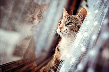 Cat, kitten, sweet, kitty, cats, cute, beautiful, paws, sleeping, beauty, cat face, pretty, animals, face, lovely, hat HD wallpaper