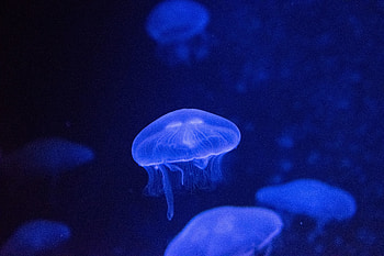 Underwater, glow, jellyfish HD wallpaper