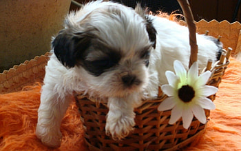 Cute Puppy In Basket, animal, dog, basket, puppy, flowers HD wallpaper