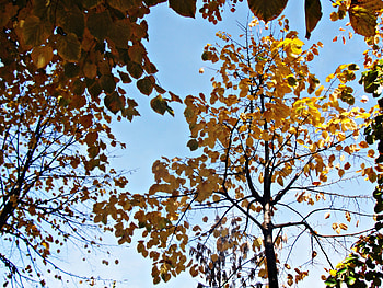 Trees, autumn, sky, yellow HD wallpaper