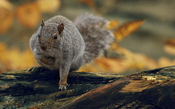 Animals, Nature, Squirrel, Background HD wallpaper