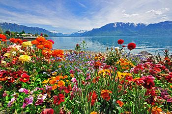 Flowers in swiss Alps, sea, Alps, scene, beautiful, mountain, lake, tourism, Switzerland, view, flowers, resort, harbor, travel HD wallpaper