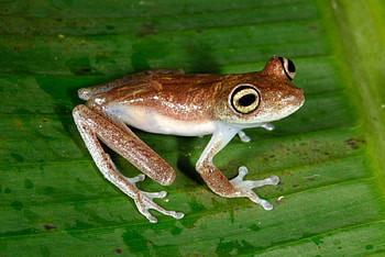 Amazon River Frogs, Animals, Amazon, River, Frogs HD wallpaper
