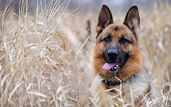 Animals, Dogs HD wallpaper