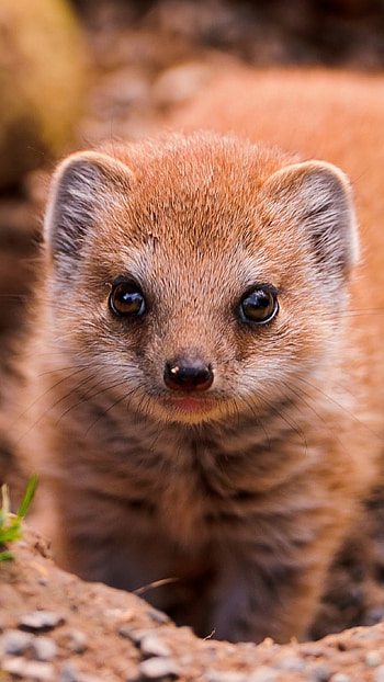 Mongoose, Screenbeauty view, Animal and bird kingdom, Majestic creature HD phone wallpaper