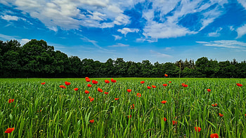 Poppies in a field, clouds, landscape, trees, flowers, grain, sky HD wallpaper