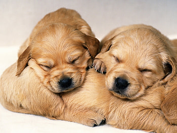 Animals, Dogs HD wallpaper