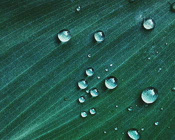 Close-up capturing water droplets on a green leaf surface. Perfect for nature-themed projects. HD wallpaper