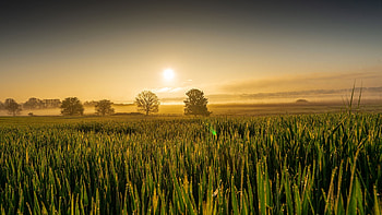 Sunrise over Fields, mist, morning, clouds, colors, trees, sky HD wallpaper