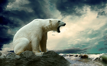 *** Bear ***, animal, bears, white, bear, animals HD wallpaper