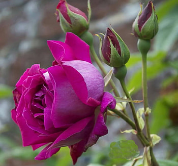 Rose With Buds, rose, buds, petals, nature, flowers, macro HD wallpaper