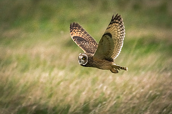 Animals, Owl, Bird, Field, Flight, Wildlife HD wallpaper
