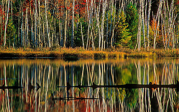 Nature , Birch reflections, Hiawatha National Forest, Council Lake HD wallpaper