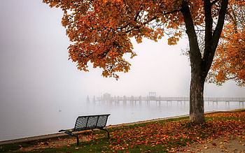 Misty Autumn, autumn, bench, mist, tree, pier HD wallpaper