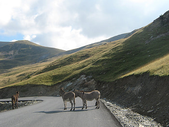 Romania - Transalpina route, romania, mountains, transalpina, route HD wallpaper
