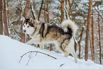 Alaskan Malamute charakter haltung, Pflege zooplus, Alaskan Malamute, Dog care HD wallpaper