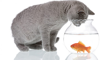 Cat and fish, Goldfish HD wallpaper