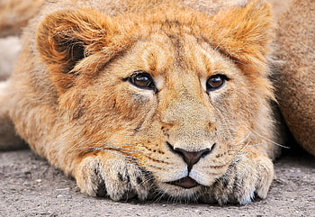 Animals, Muzzle, Lion, Sight, Opinion HD wallpaper