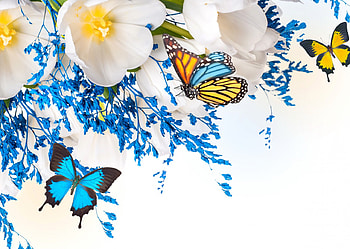 Flowers & Butterflies, butterflies, beautiful, flowers, spring, blossom HD wallpaper