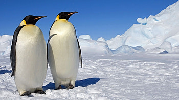penguin , High-quality , enhancement, Stunning visuals HD wallpaper
