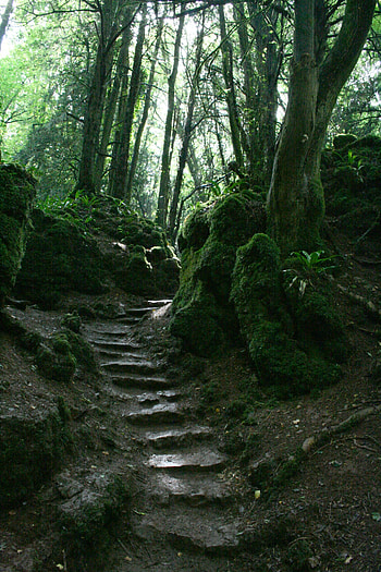 Fangorn movies, Lothlrien, Enchanted realms, Elven kingdom HD phone wallpaper