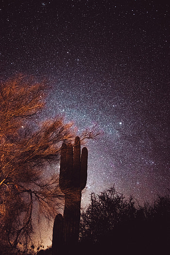 Nature, Trees, Stars, Night, Starry Sky, Cactus HD phone wallpaper