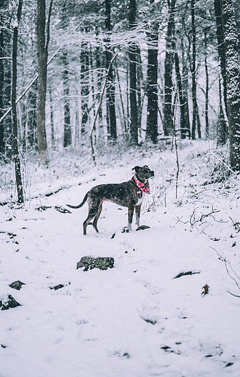 Animals, Winter, Forest, Dog, Stroll, Snowfall HD phone wallpaper