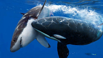 great white vs killer whale, clash of artwork, , killer whales, sharks, titans HD wallpaper