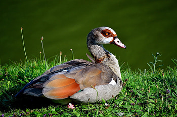 goose, High-quality , access, Digital artwork HD wallpaper