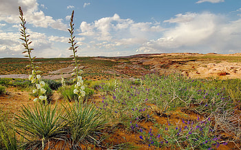 Nature, Flowers, Sand, Desert, Vegetation, Hills HD wallpaper