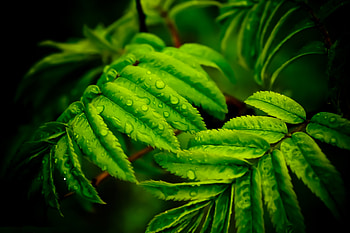 Leaves, Drops, Macro, Branches HD wallpaper