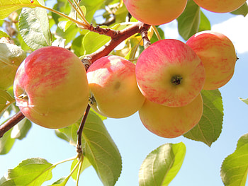 Food, Background, Leaves, Apples, Branch HD wallpaper