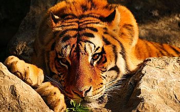 Animals, Tigers HD wallpaper