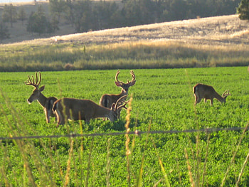the back road, fields, horns, deer, green HD wallpaper