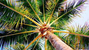 Close-up, Palm Trees HD wallpaper