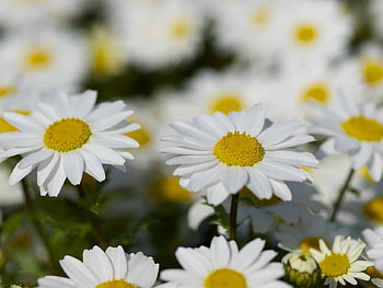 Chamomile, summer, honey, beautiful HD wallpaper