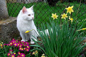 Animals, Flowers, Grass, Sit, Cat, Flower Bed, Flowerbed, White Cat HD wallpaper