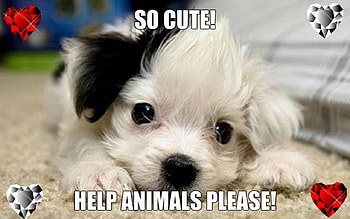 be kind to all animals, cute, words, adorable, text HD wallpaper